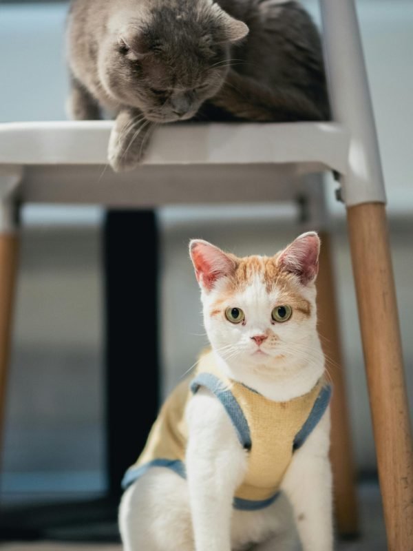 pexels-zhangkaiyv-27276482